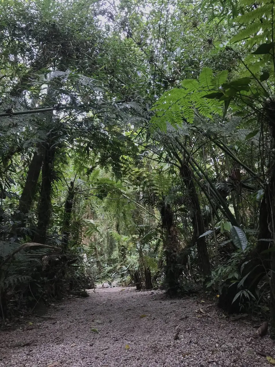 Caminho de cascalho entre samambaias e bambus na mata