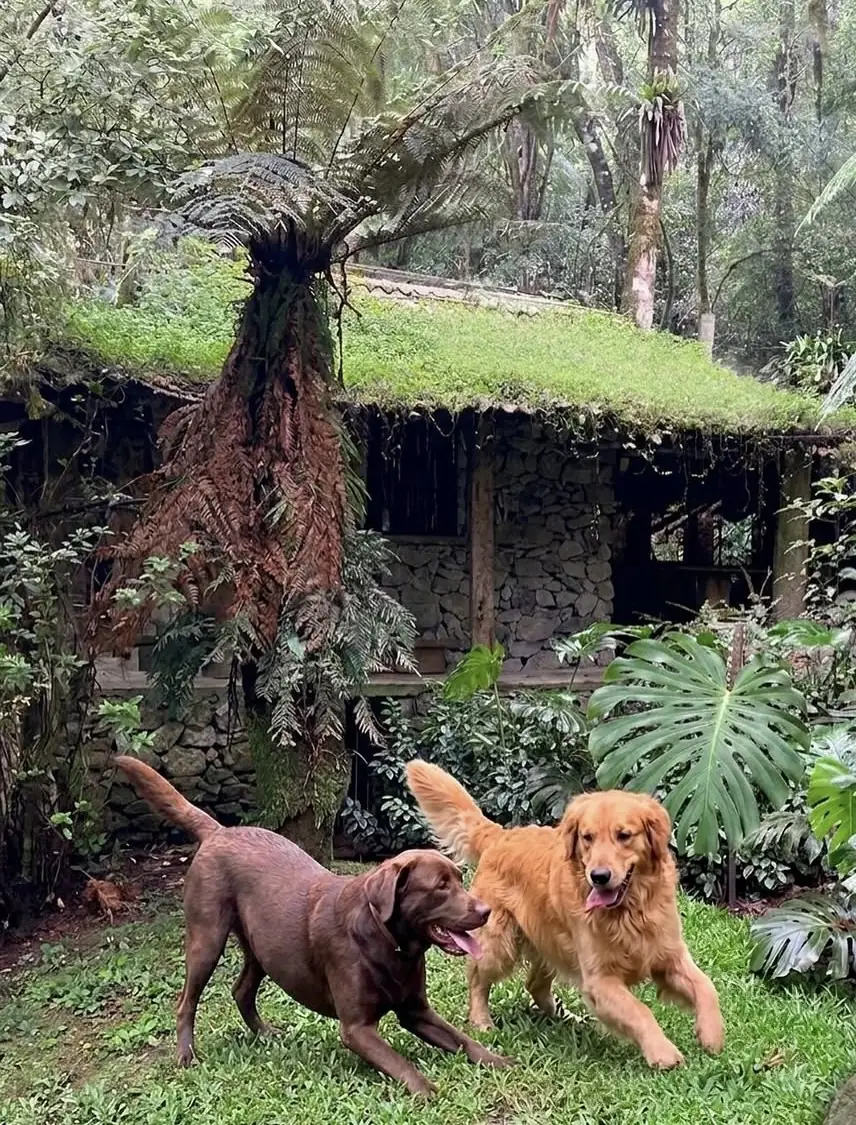 Dois cães brincando no gramado em frente ao restaurante, entre samambaias