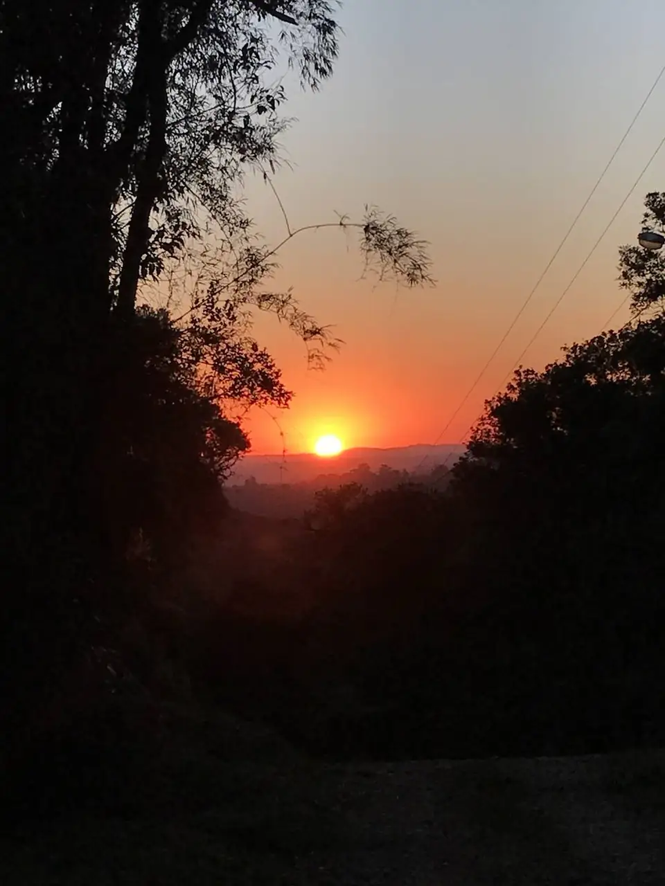 Sol baixo no horizonte, entre a silhueta das árvores